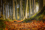 Stadtwald Herbst